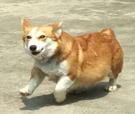 狗妈.jpg
