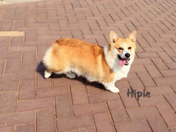喜宝1.jpg