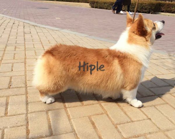 喜宝2.jpg