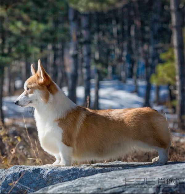 俄罗斯引进柯基种母萨瓦