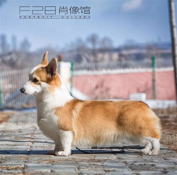 俄罗斯引进柯基种母萨瓦