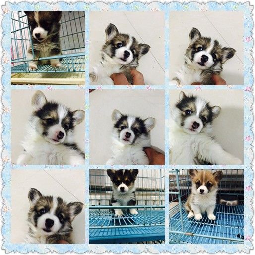 webwxgetmsgimg (29).jpg