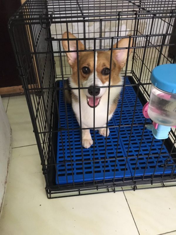 狗爸爸克洛泽