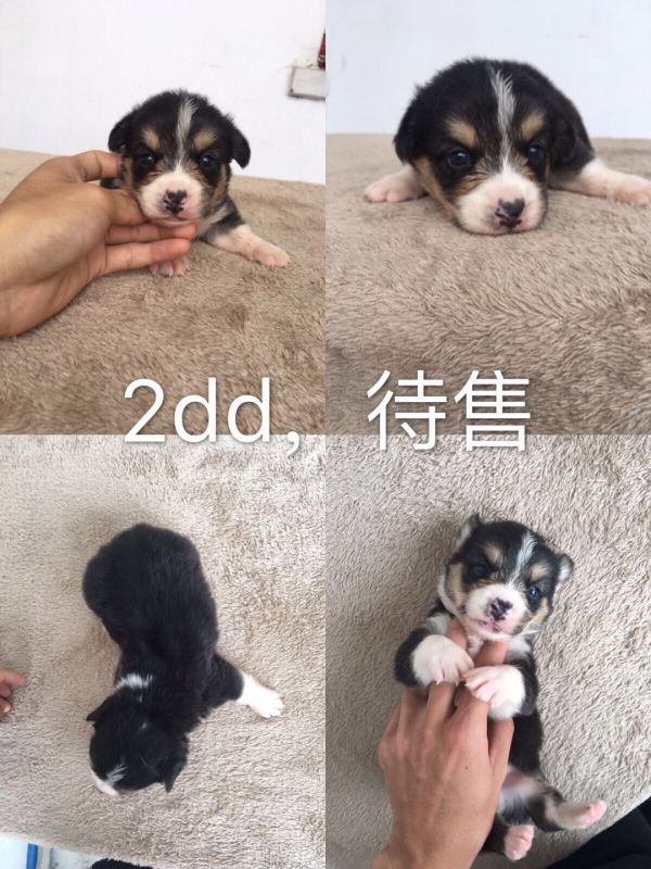 三色小公待售