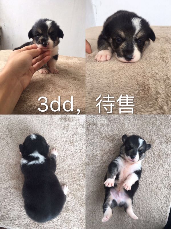 三色小公待售