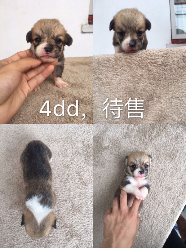 双色奶油小公待售