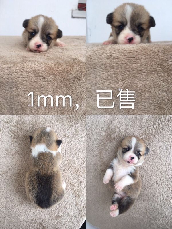 已售成都