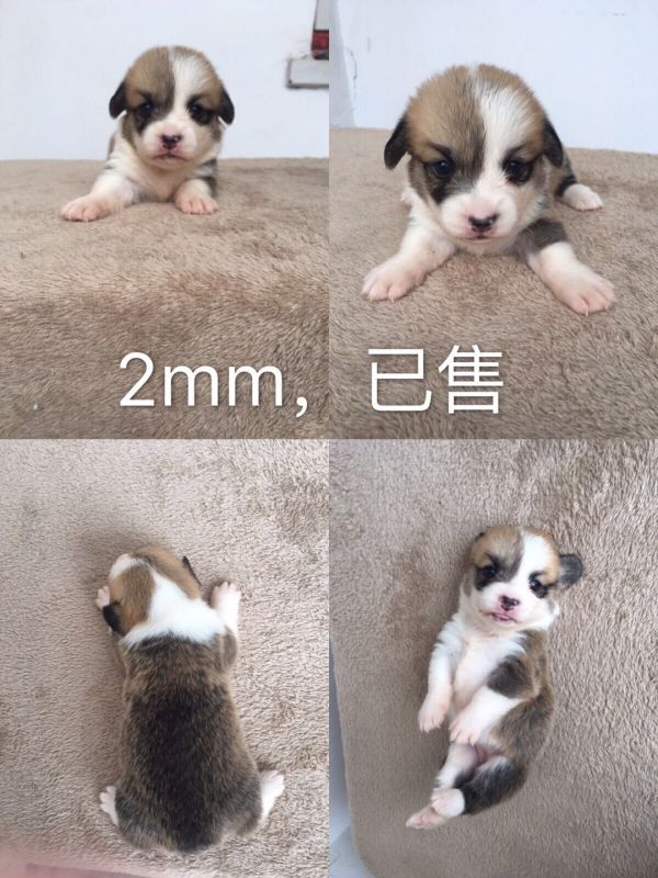 已售秦皇岛