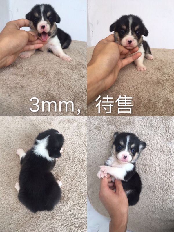 三色甜美小母待售