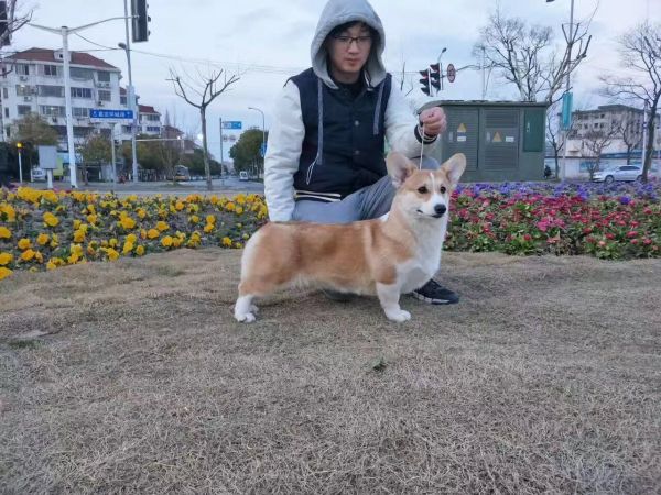 狗妈妈吉莉