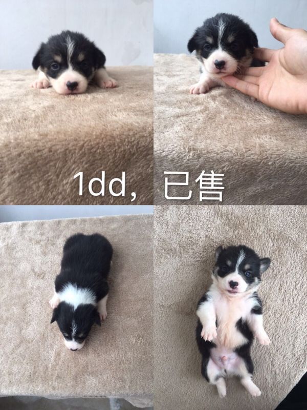 已售大理