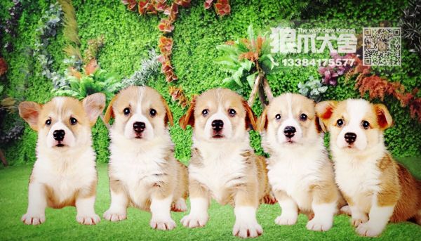 合影