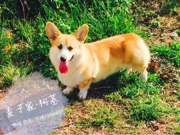 胖墩