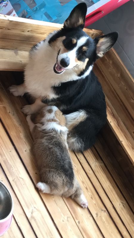 妈妈