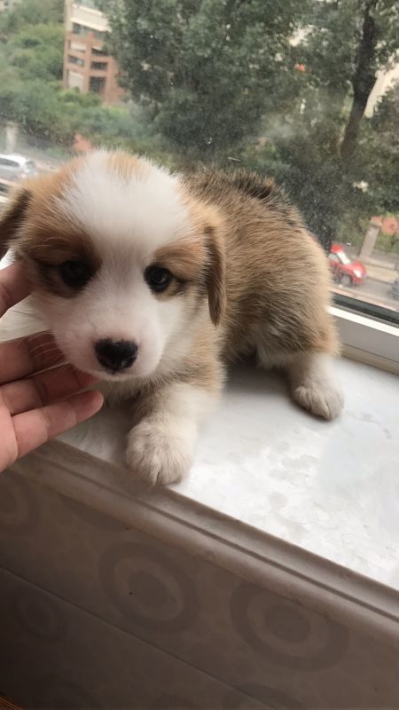 独苗