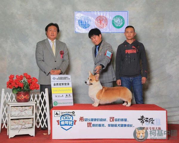 小猪1.jpg