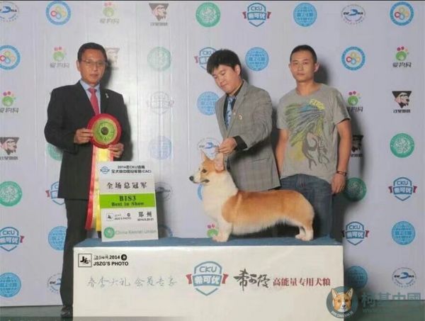 小猪3.jpg