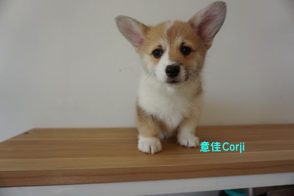 QQ图片20171221142653.jpg