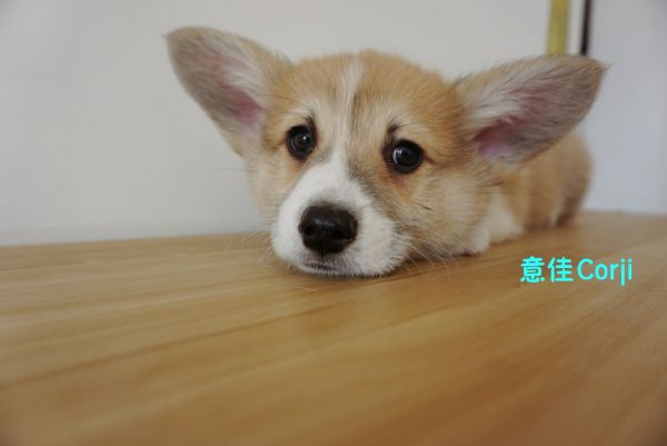 QQ图片20171221142711.jpg