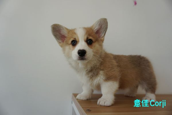 QQ图片20171221142722.jpg