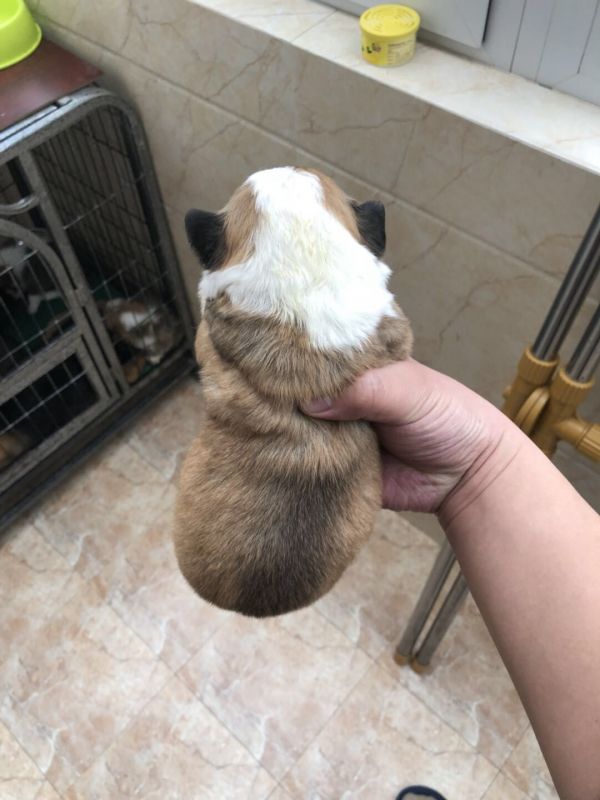 母1背面大围脖