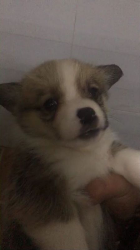 母四宽鼻子线