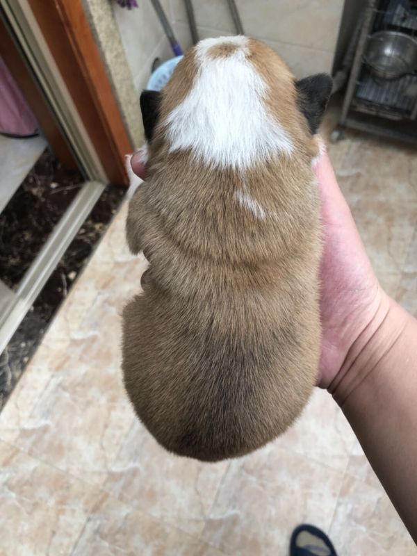 母3背面围脖对称