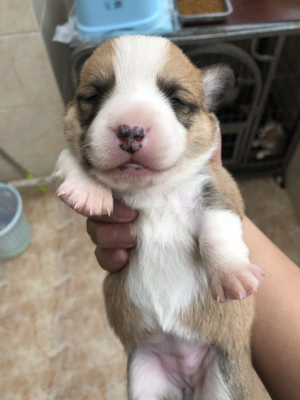 母3围脖不通但是对称