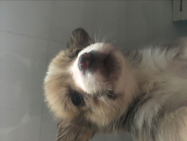 细鼻线小公1500
