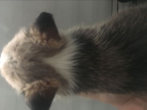 细鼻线小公背面