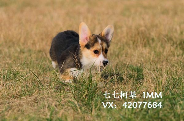 QQ截图20171225201425.jpg