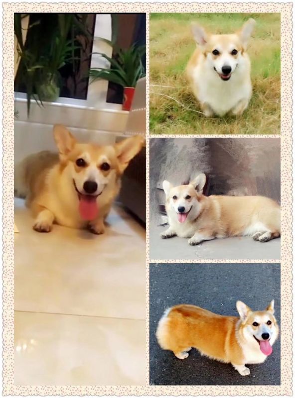 韩国登陆杰瑞女儿糖堆