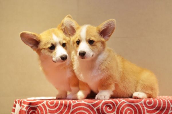 宬骏青云犬舍