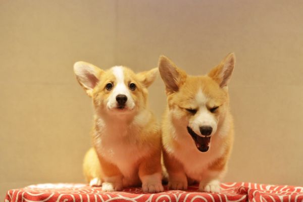 宬骏青云犬舍