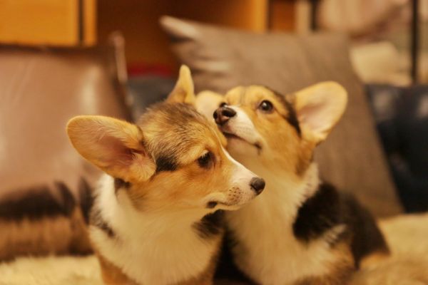 宬骏青云犬舍 