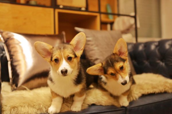 宬骏青云犬舍 
