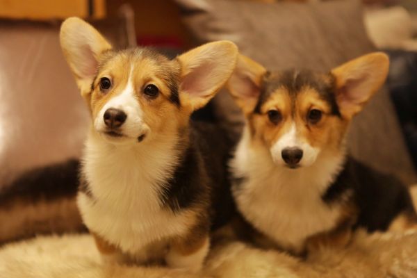 宬骏青云犬舍 