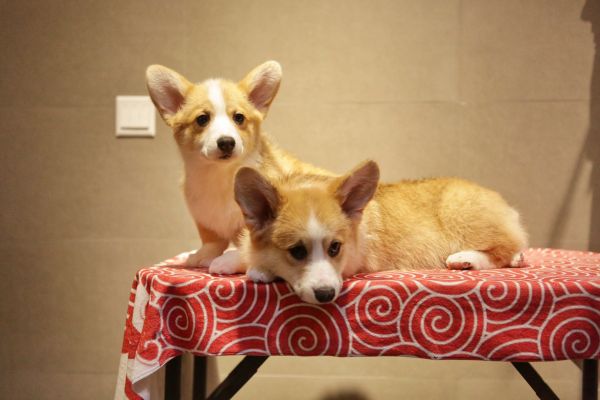 宬骏青云犬舍