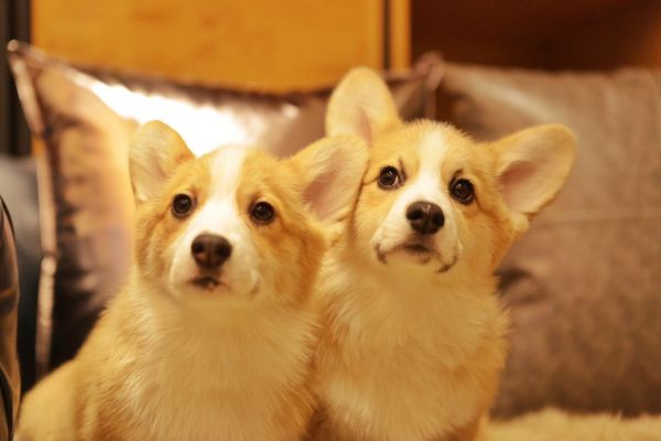 宬骏青云犬舍