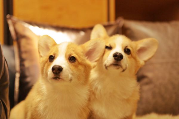 宬骏青云犬舍