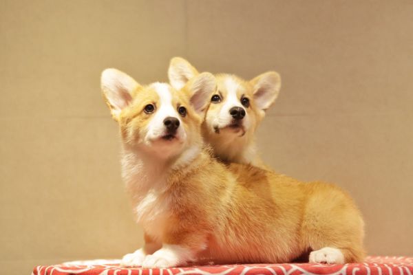 宬骏青云犬舍
