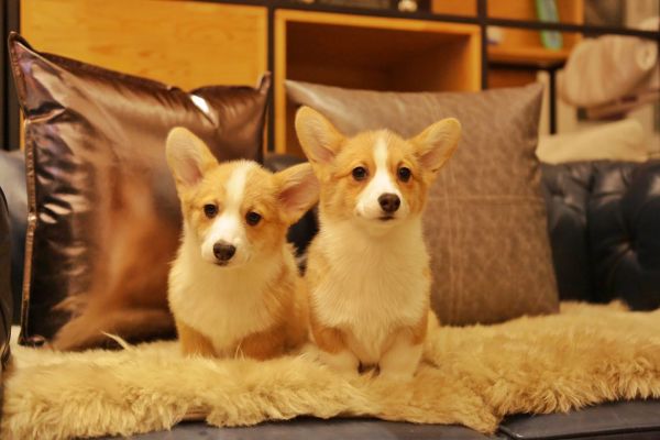 宬骏青云犬舍 
