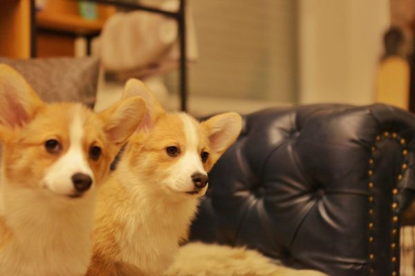 宬骏青云犬舍 
