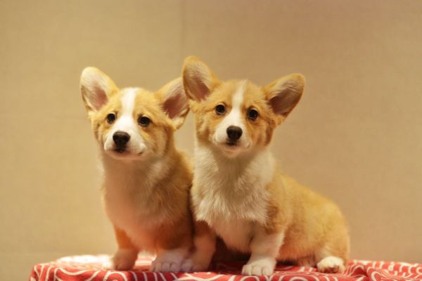 宬骏青云犬舍 