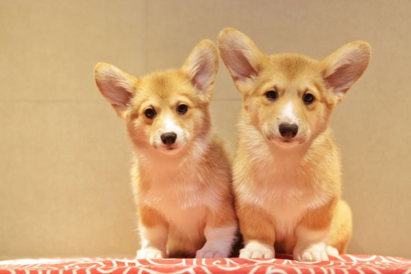 宬骏青云犬舍 