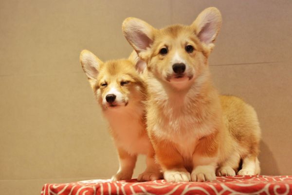 宬骏青云犬舍 