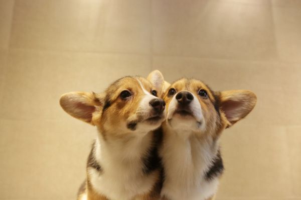 宬骏青云犬舍 