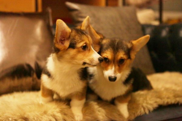 宬骏青云犬舍 