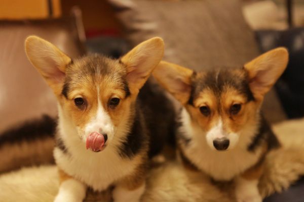 宬骏青云犬舍 