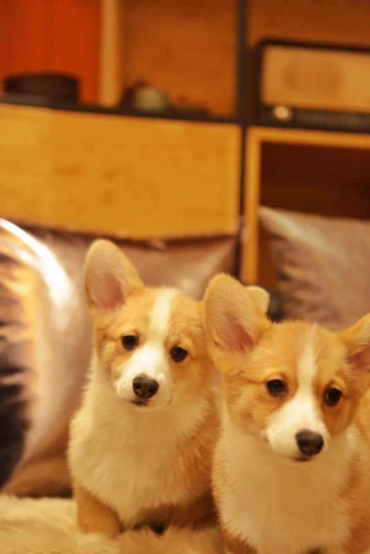 宬骏青云犬舍 